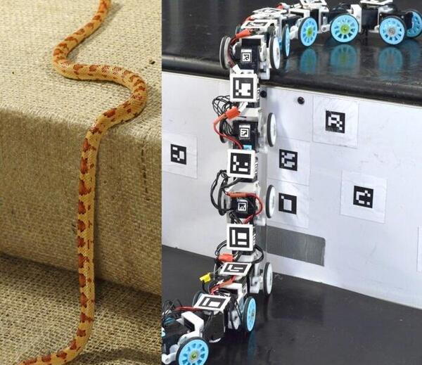 عکس مار رباتی