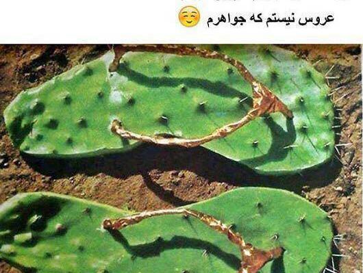 عکس طنز عروس و مادر شوهر