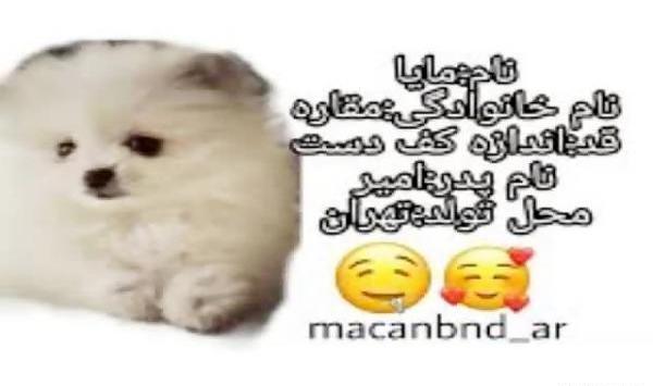 عکس سگ امیر مقاره