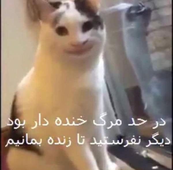 عکس میم ترس