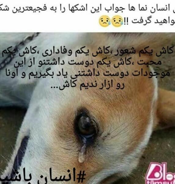 عکس میم سگ