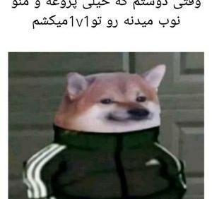 عکس میم سگ