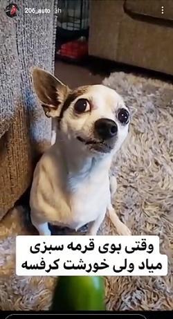 عکس میم سگ