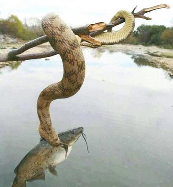 عکس مار پرنده