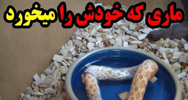 عکس مار پروفایل