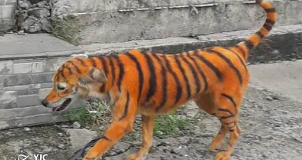عکس و فیلم سگ فنجونی