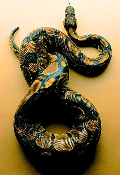 عکس مار زیبا