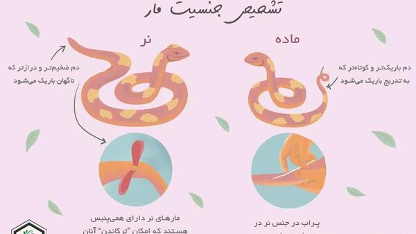 عکس مار نر