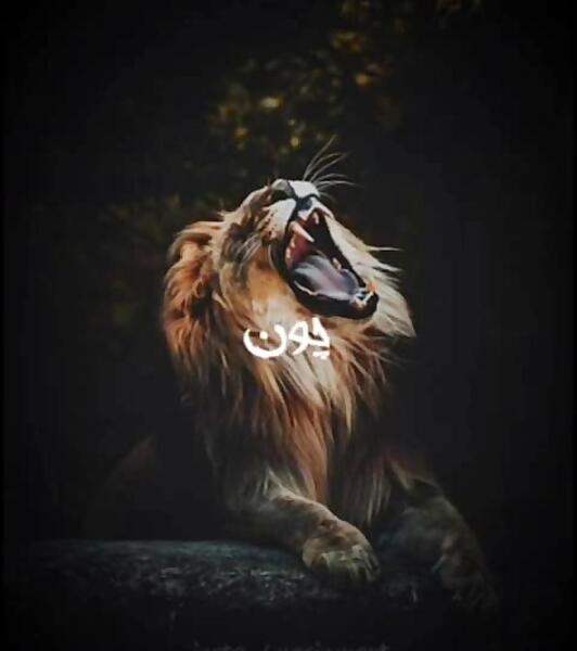 عکس شیرم سلطان جنگل لکم سلطان عالم