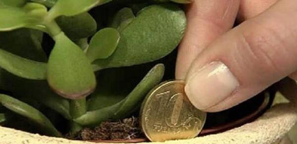 عکس ثروت فنگ شویی