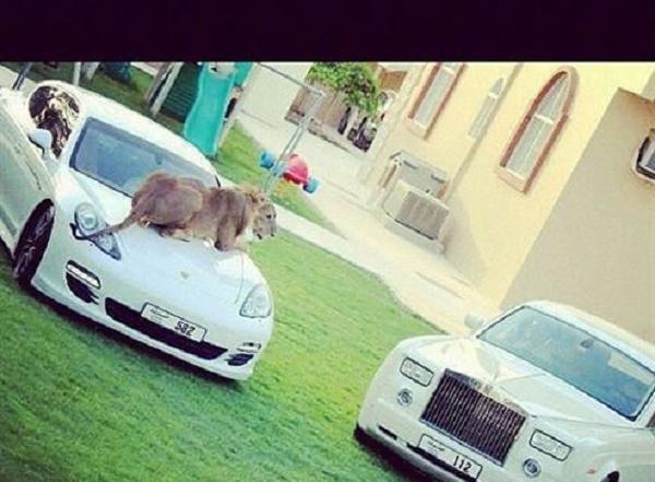 عکس ثروتمند ها