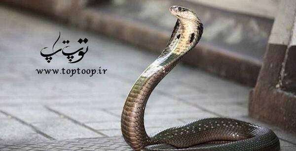 عکس مار ریز