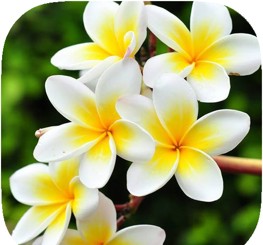 عکس تصویر زمینه گل زیبا