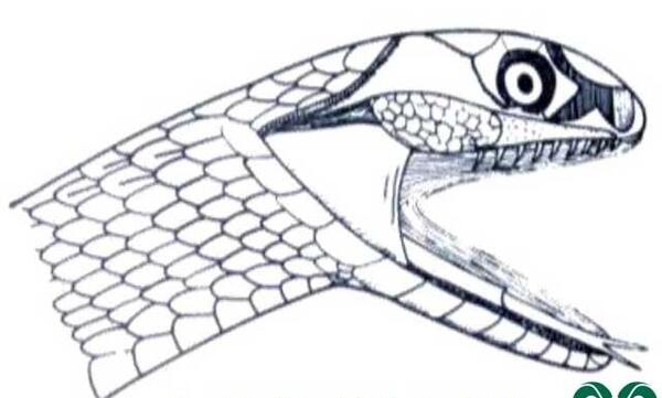 عکس مار غیر سمی