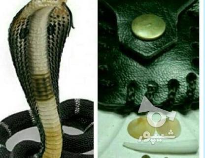 عکس مار شاه