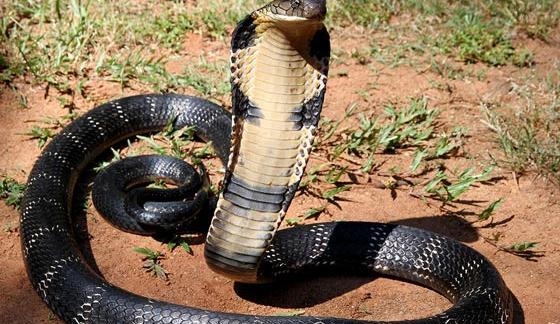 عکس مار شاه