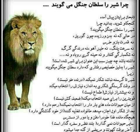 عکس پروفایل شیر سلطان جنگل