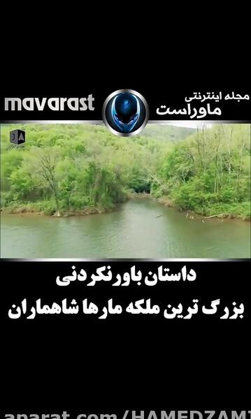 عکس مار شاه ماران