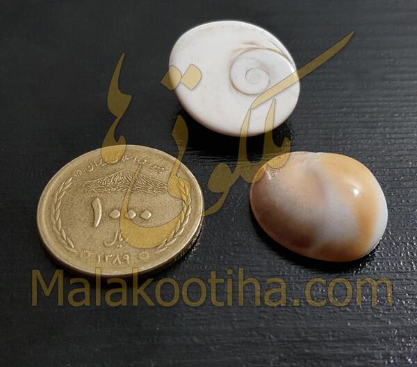 عکس مار شاه کبری