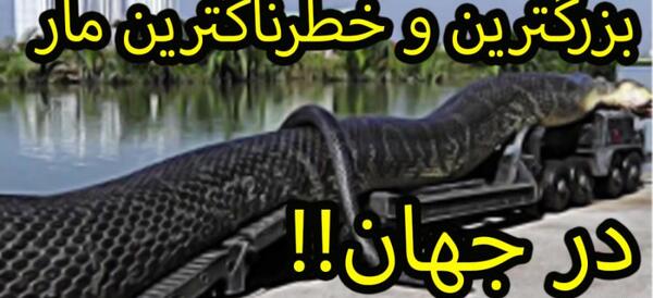 عکس مار بزرگترین