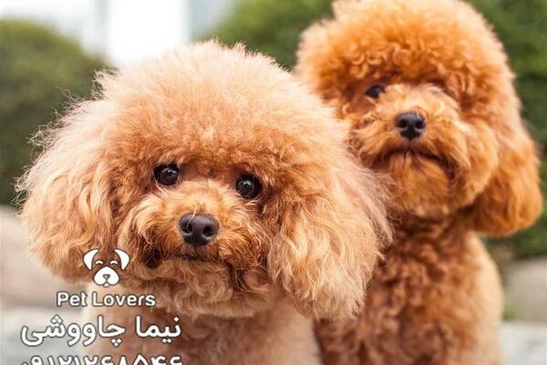 دانلود عکس سگ های فنجانی