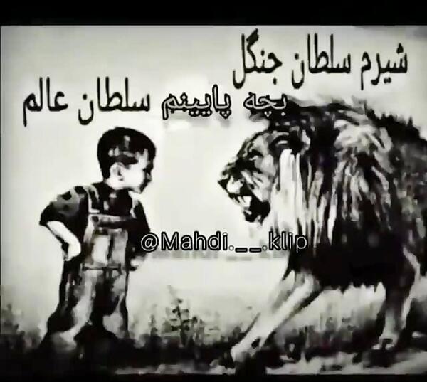 عکس شیرم سلطان جنگل کوردم سلطان عالم