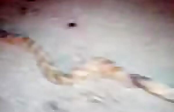 عکس مار طلسم شده
