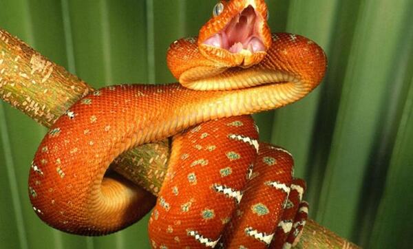 عکس مار قوی