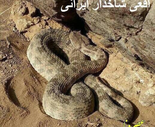 عکس مار جعفری در ایران