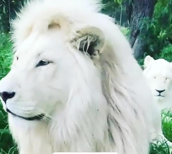 عکس شیر سفید سلطان جنگل