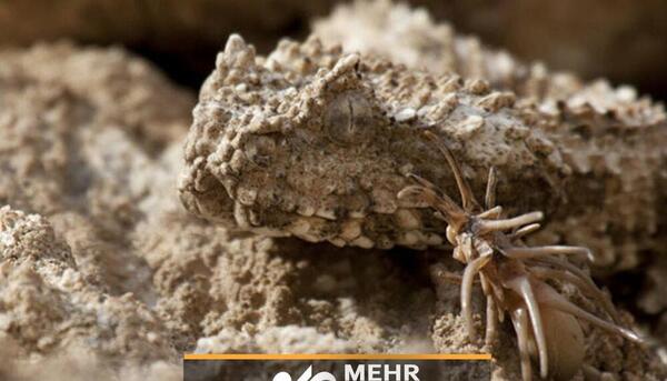 عکس مار افعی دم عنکبوتی