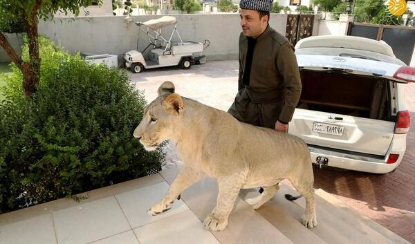 عکس شیر های خانگی