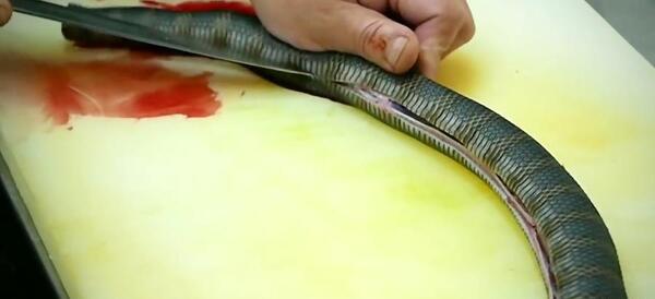 عکس مار چندش
