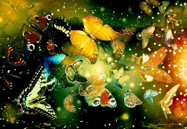 عکس تصویر زمینه پروانه