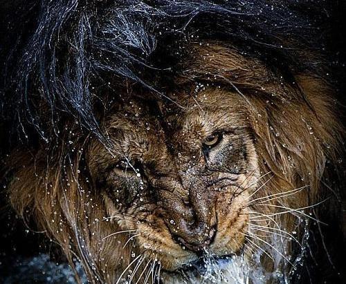 عکس شیر پیر سلطان جنگل