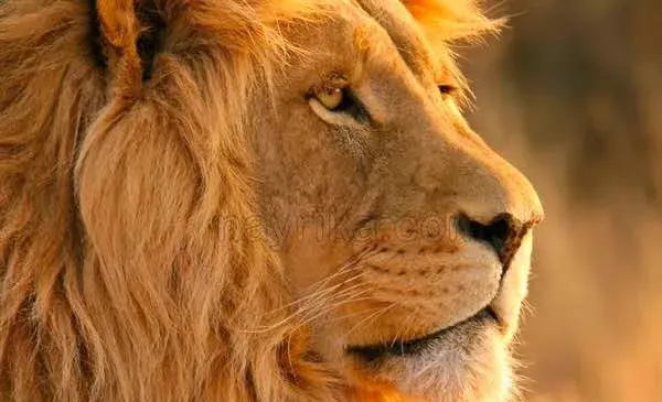 عکس شیر پیر سلطان جنگل