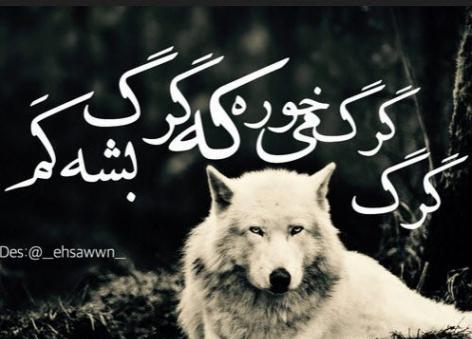 عکس های انگیزشی گرگ