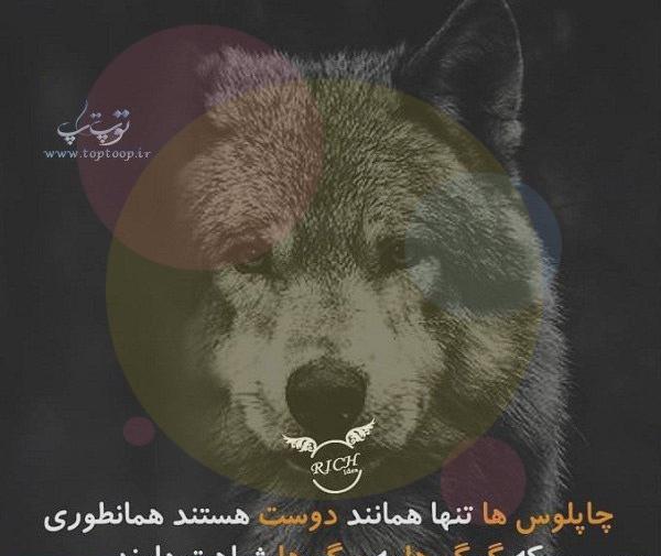 عکس های انگیزشی گرگ