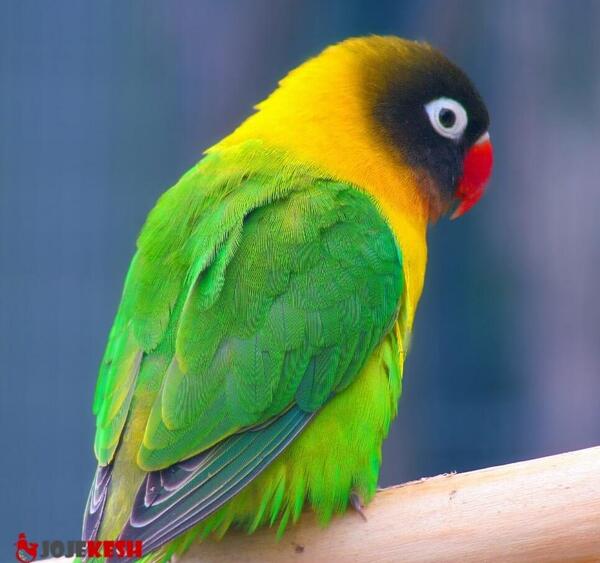 عکس مار طوطی