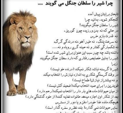 گالری عکس شیر سلطان جنگل