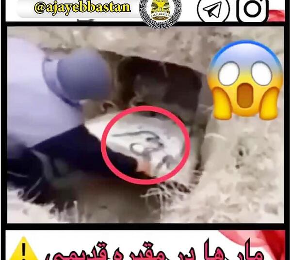 عکس مار نگهبان گنج