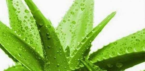 عکس کرم مرطوب کننده آلوئه ورا