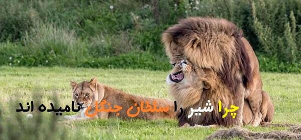 عکس نوشته سلطان جنگل