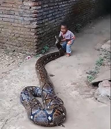 عکس مار بچه