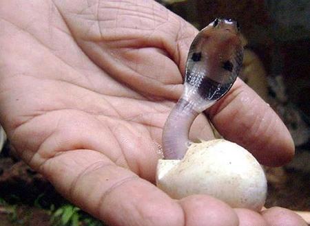 عکس مار بچه