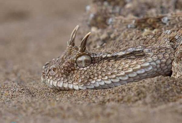 عکس مار افعی شاخدار