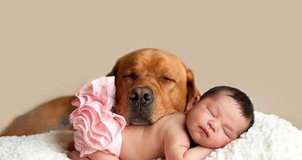 عکس سگ فنجونی در ایران