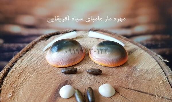 عکس مار مامبای سیاه