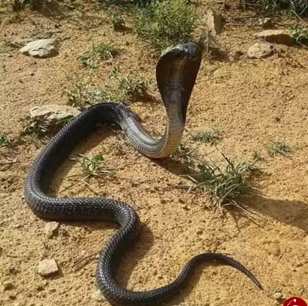 عکس مار کبری سه سر