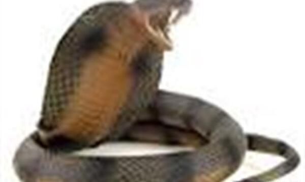 عکس مار کبری سه سر